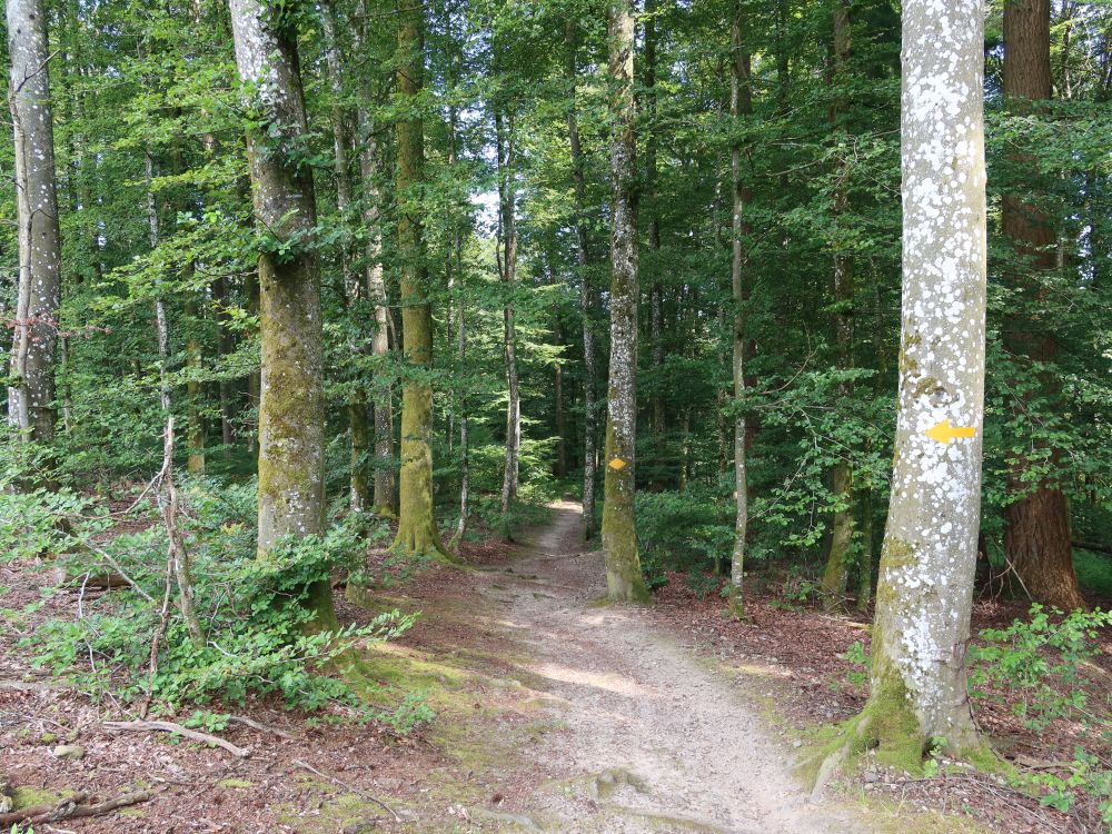 Waldweg