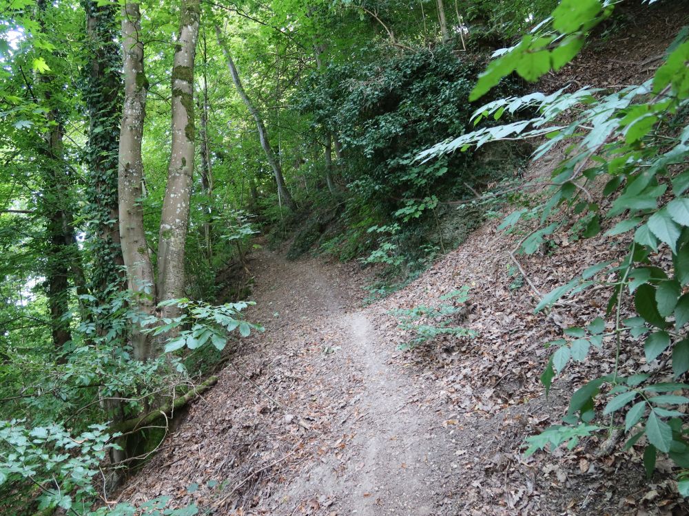 Bergpfad bei Hohflue