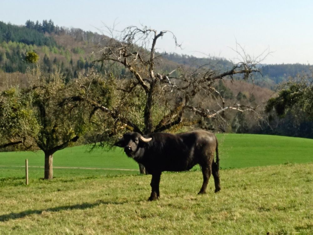 Vieh bei Hof Riedern