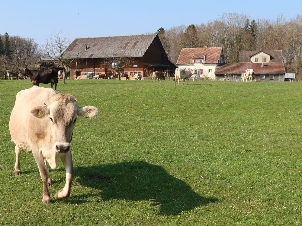 Kühe beim Bauernhof Neugüttingen
