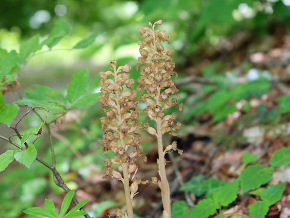 Orchidee Vogel-Nestwurz