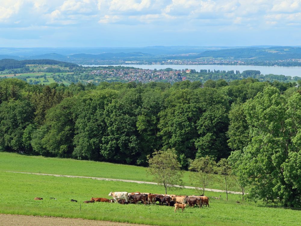 Kuhherde unter Horn und Radolfzell