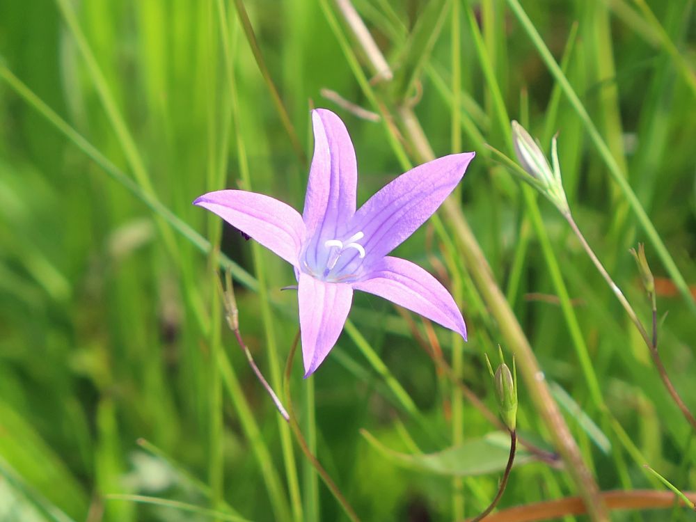 Wiesenglockenblume