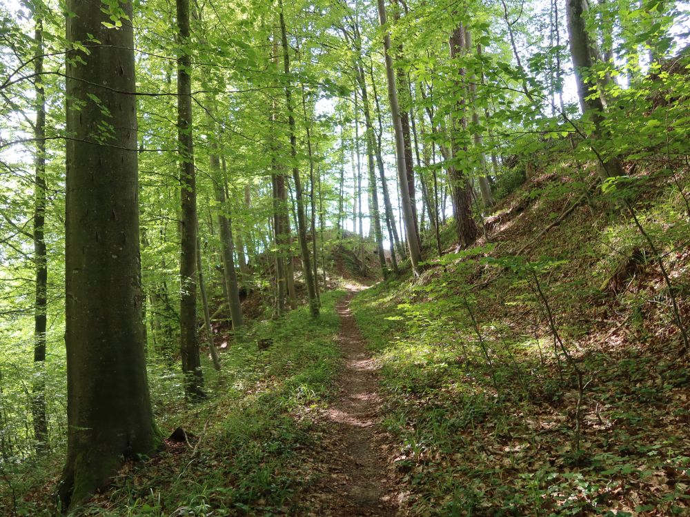 Waldpfad bei Heerewis