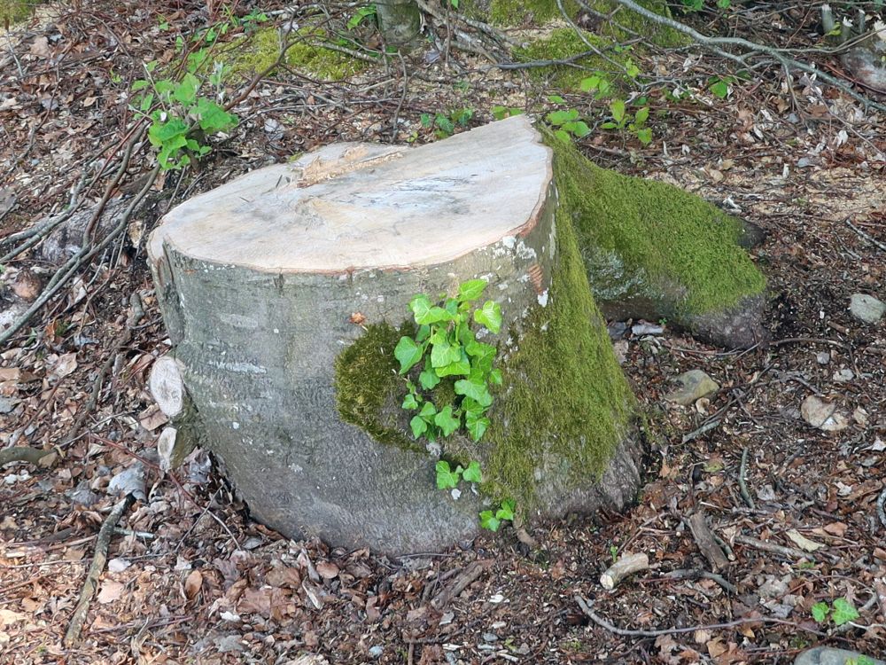 Efeu am Baumstumpf