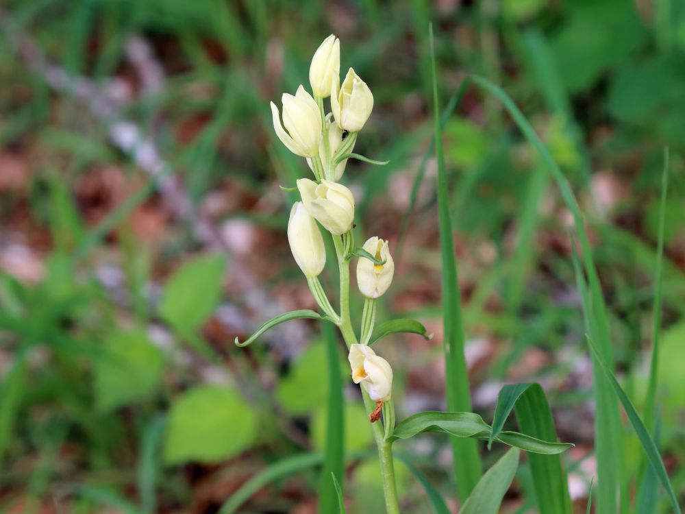 Orchidee Waldvöglein