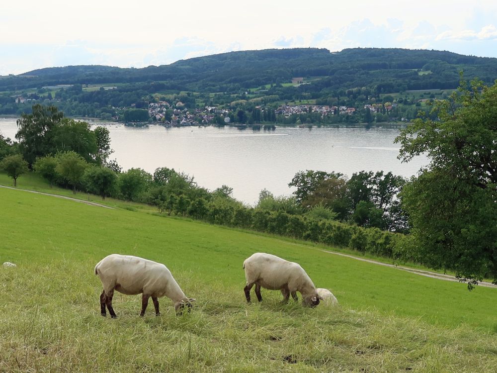 Blick Richtung Hemmenhofen