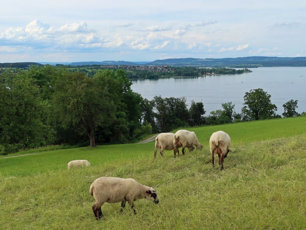 Schafe und Hörispitze