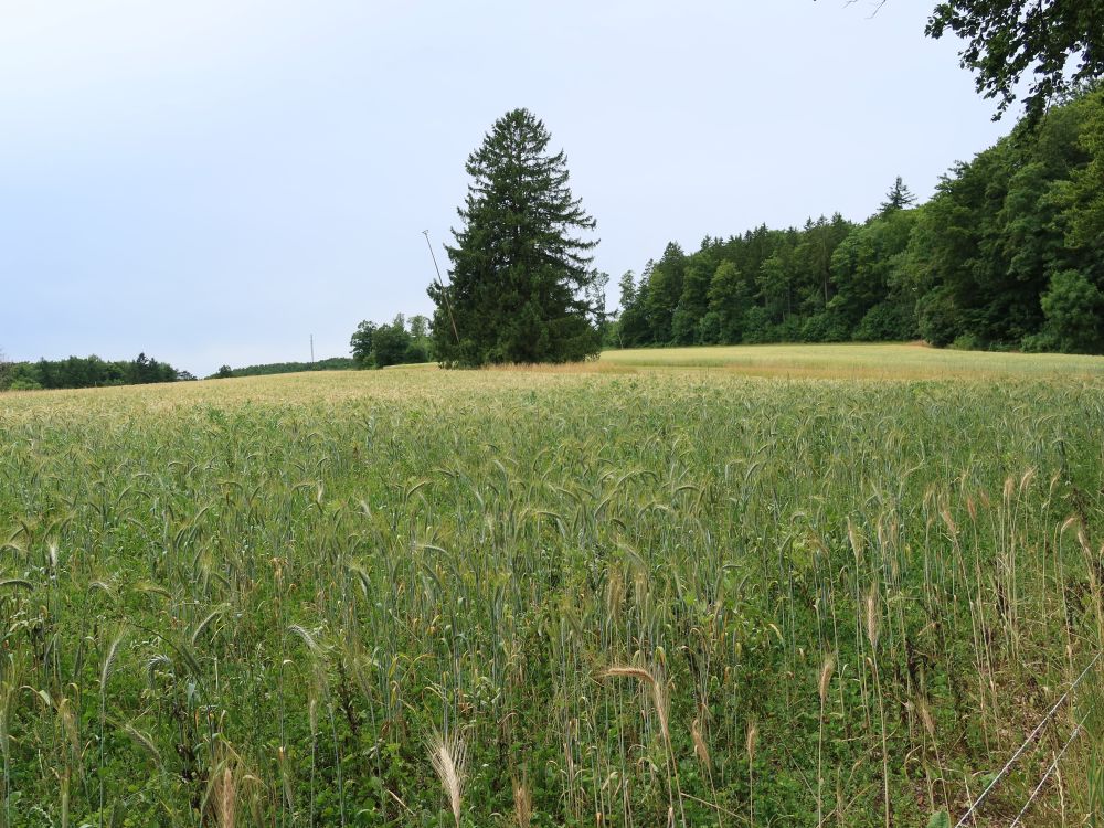 Baum im Getreidefeld