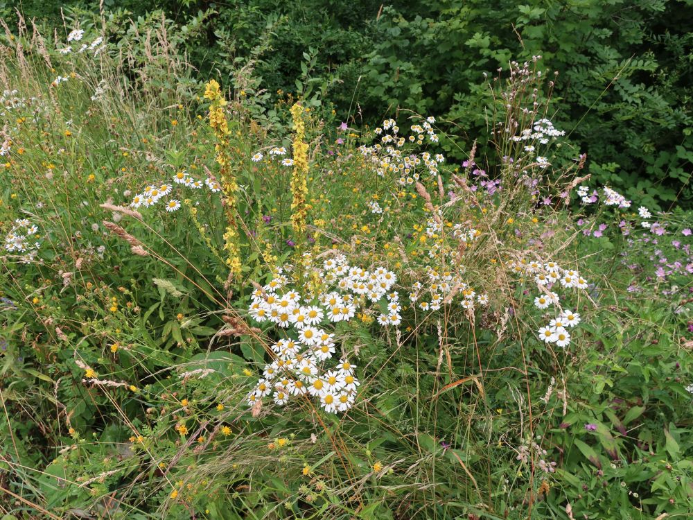 Königskerten Und Kamille