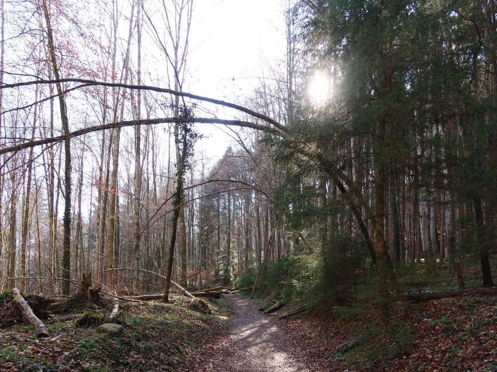 Gegenlicht im Wald
