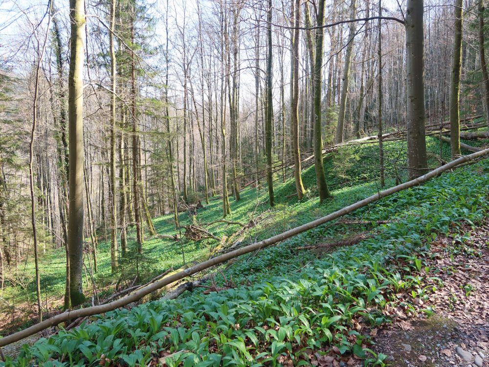 Bärlauchteppich
