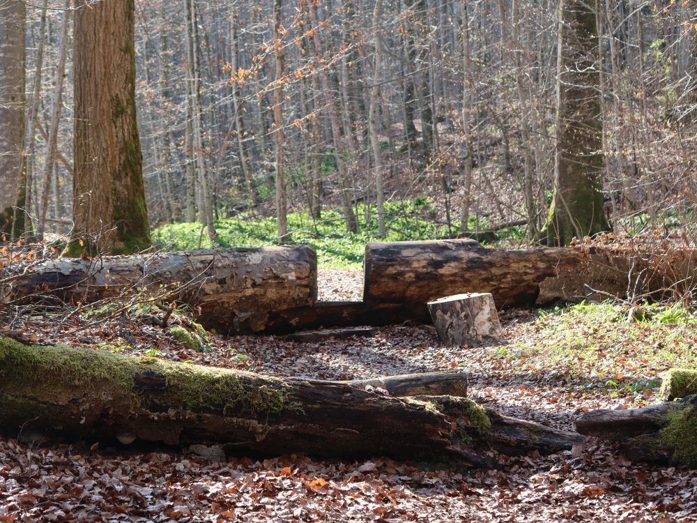 angesägter Baum über Pfad