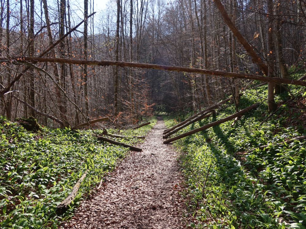 Waldpfad zwischen Bärlauch