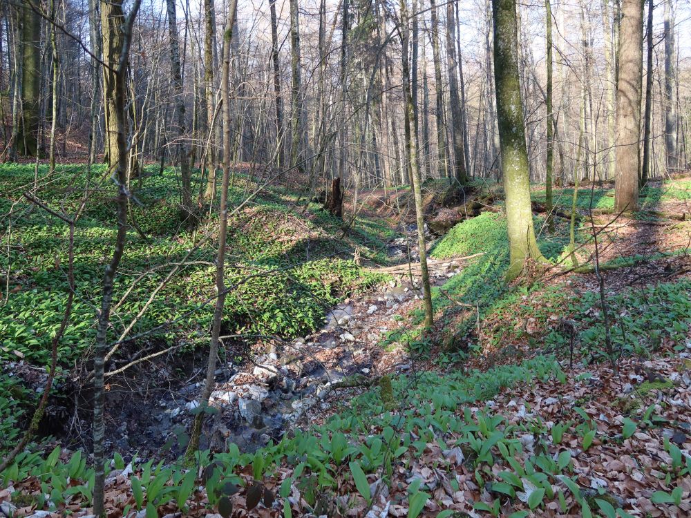 Bärlauch am Steinereggbach