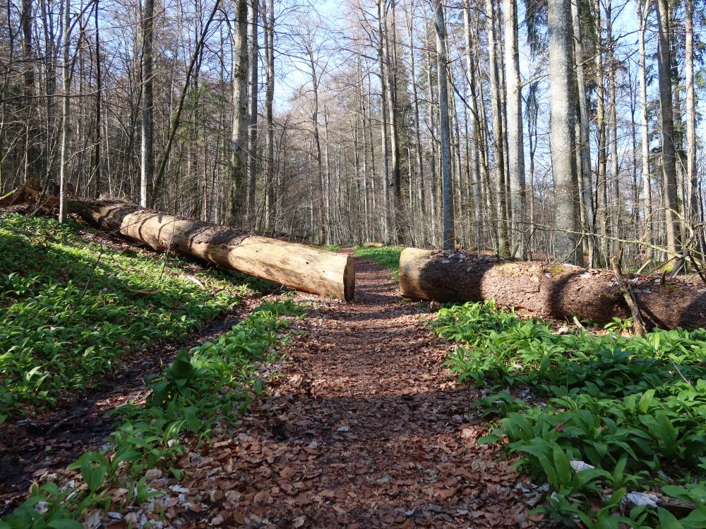 querliegende Baumstämme