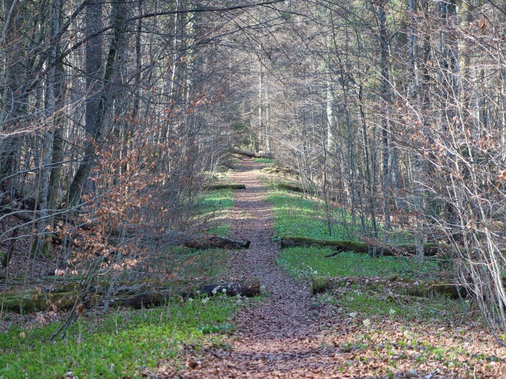 querliegende Baumstämme