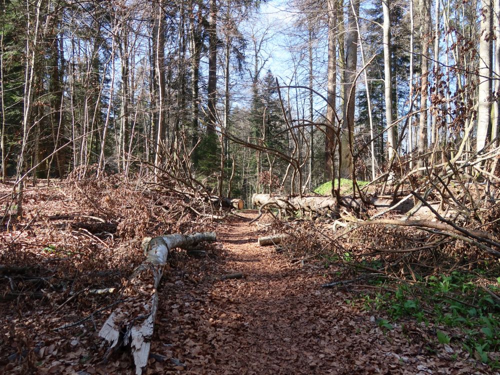 querliegende Baumstämme