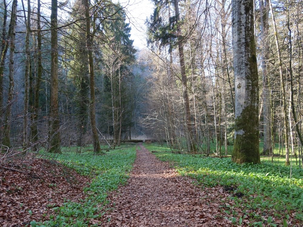 Pfad durch Bärlauch