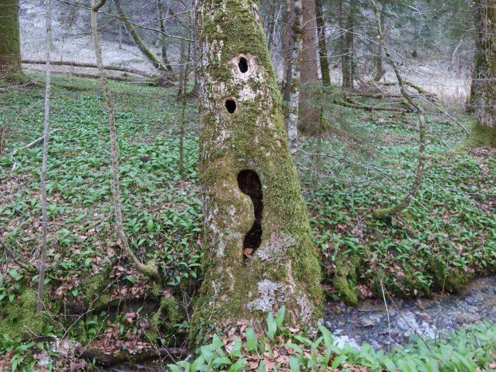 gelochter Baumstumpf