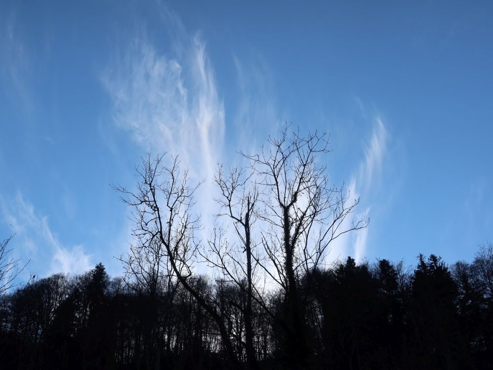 Wolken hinter kahlen Bäumen