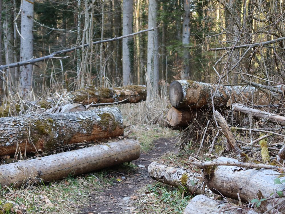 querliegende Baumstämme