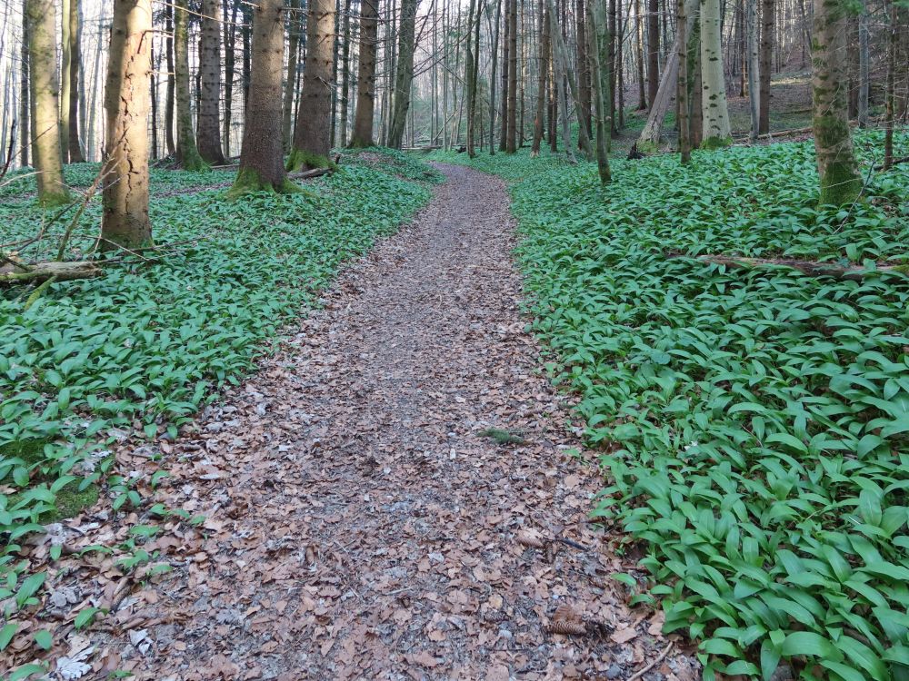 Bärlauch am Spinnerweg
