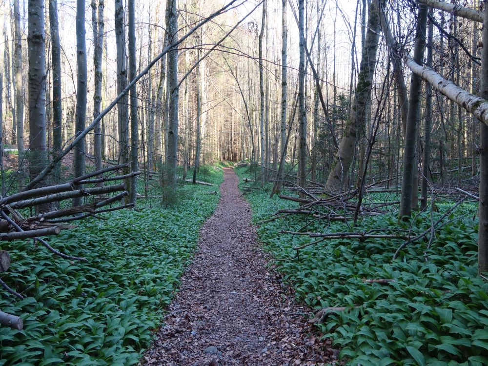 Bärlauch am Spinnerweg