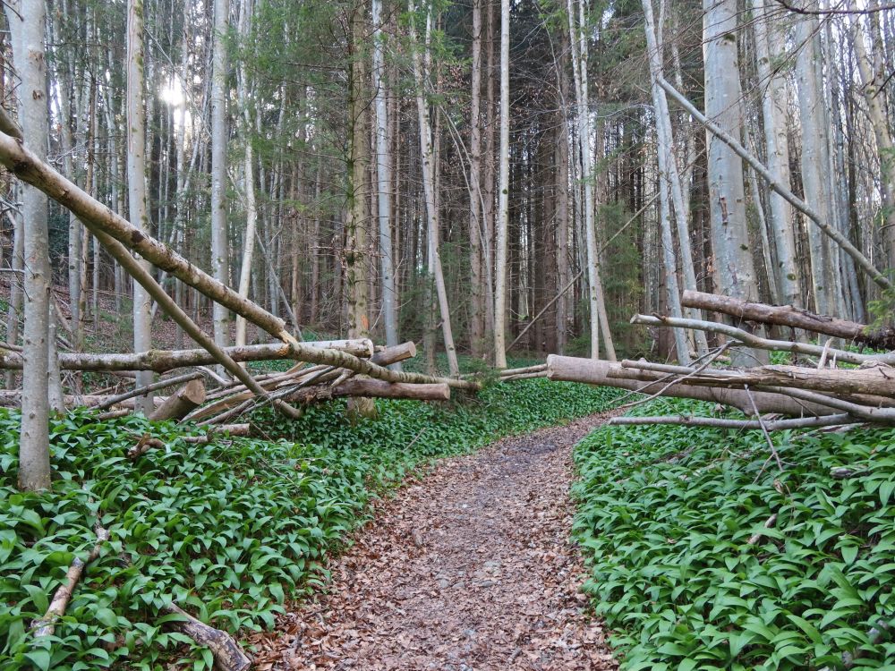 Bärlauch am Spinnerweg