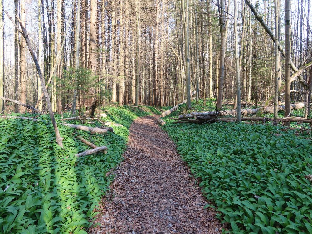 Bärlauch am Spinnerweg