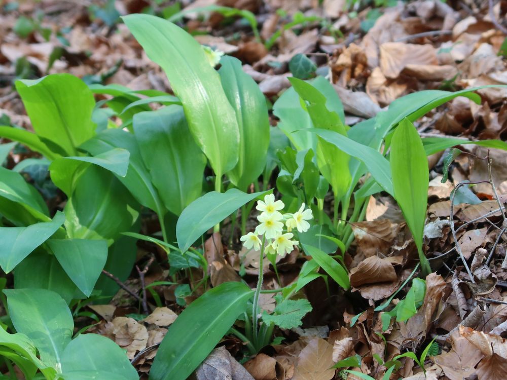 Schlüsselblumen zwischen Bärlauch