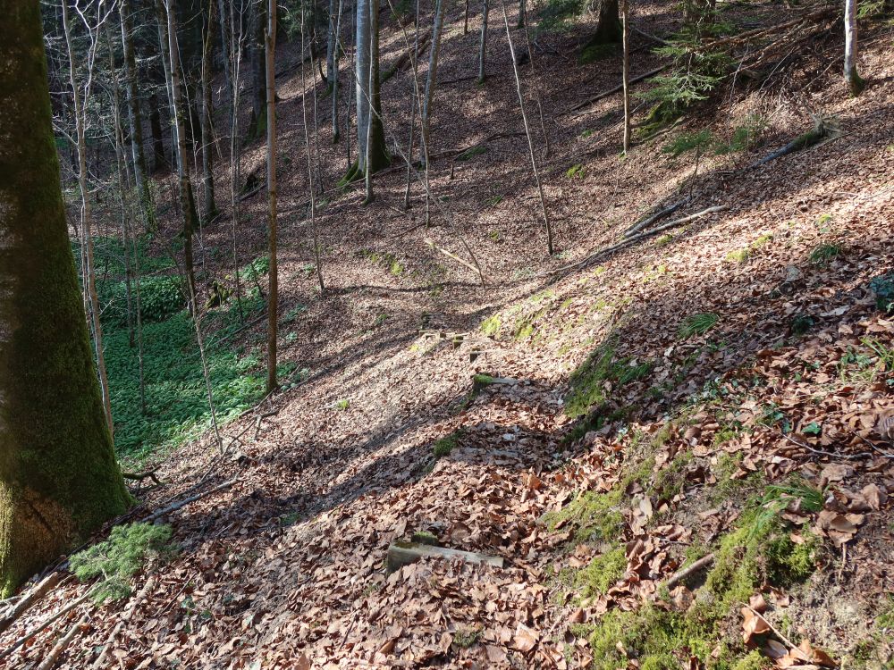 Waldpfad