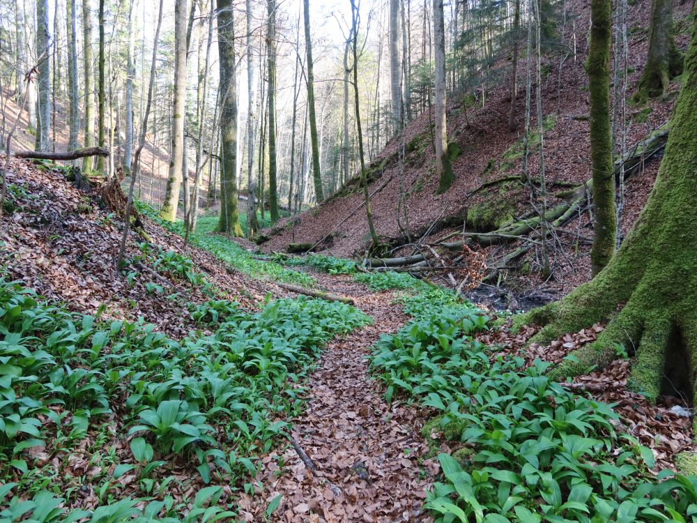 Pfad zwischen Bärlauch