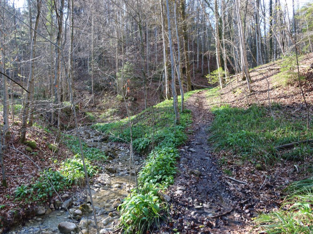 Pfad am Eichbach