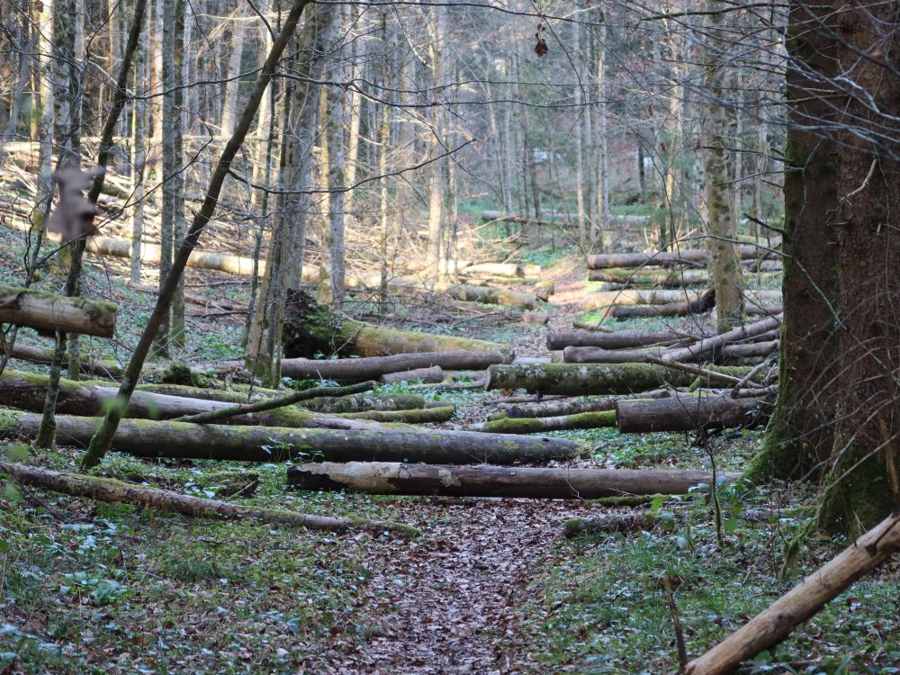 querliegende Bäume
