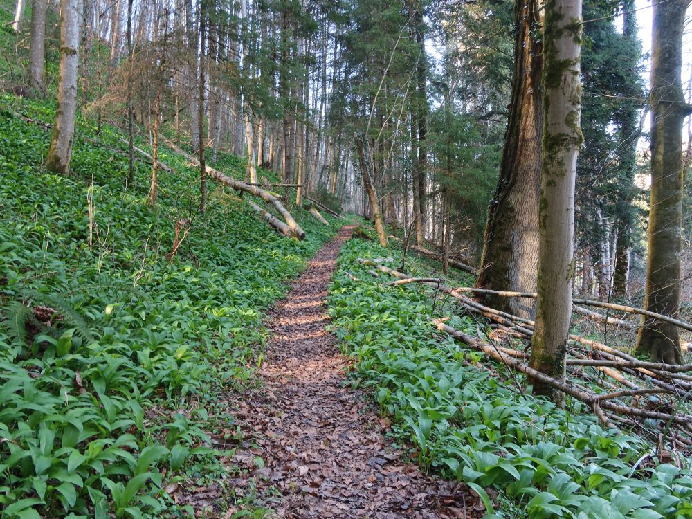 Pfad zwischen Bärlauch