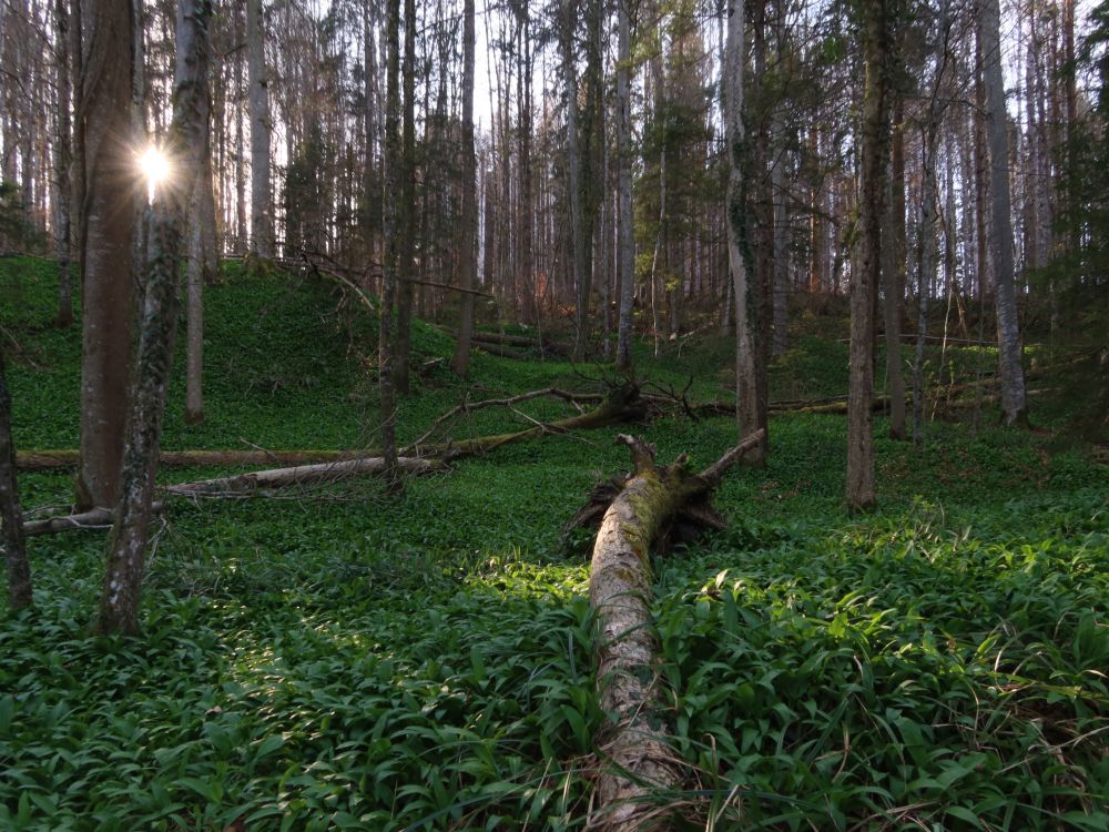 Bärlauchteppich mit Gegenlicht