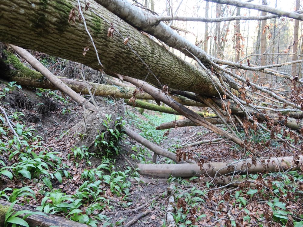 querliegende Bäume