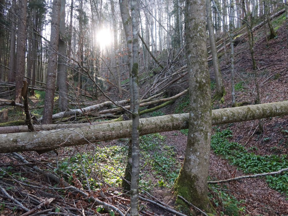 querliegende Bäume
