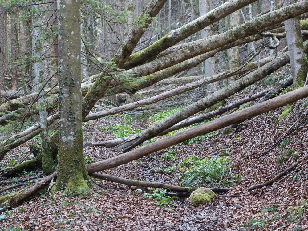 querliegende Bäume