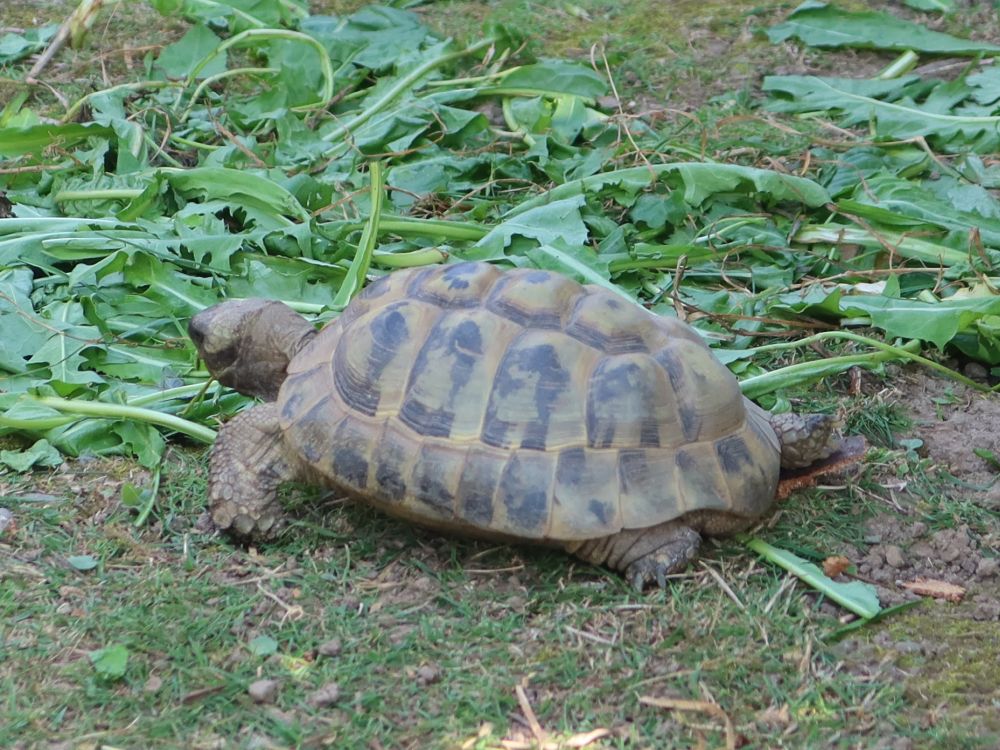 Landschildkröte