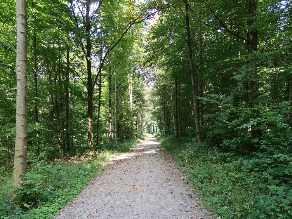 Waldweg