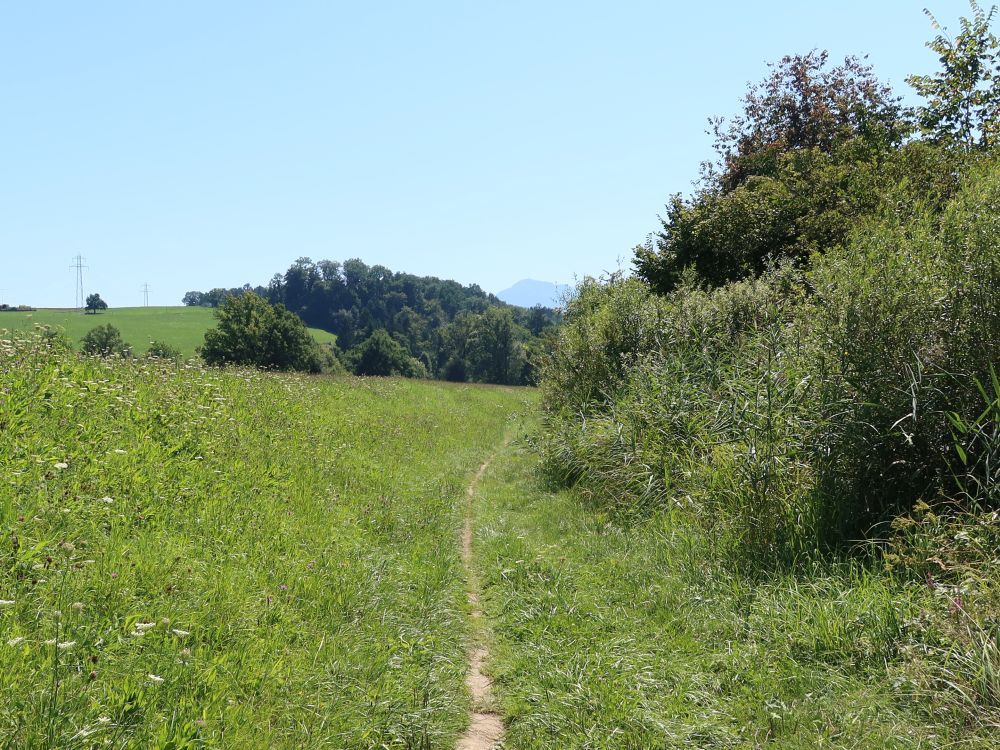 Wiesenpfad