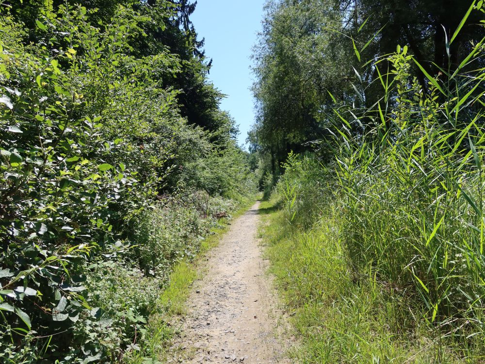 Pfad zwischen Schilf und Sträuchern