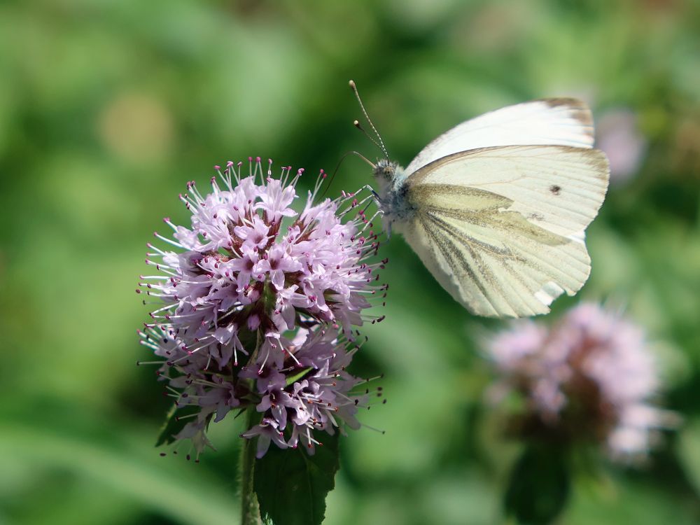 Schmetterling Kohlweißling auf Wasserminze