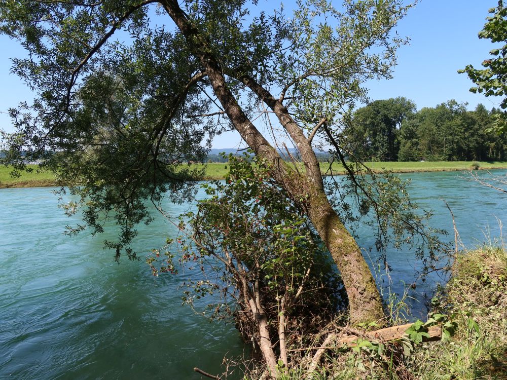 Baum über der Reuss