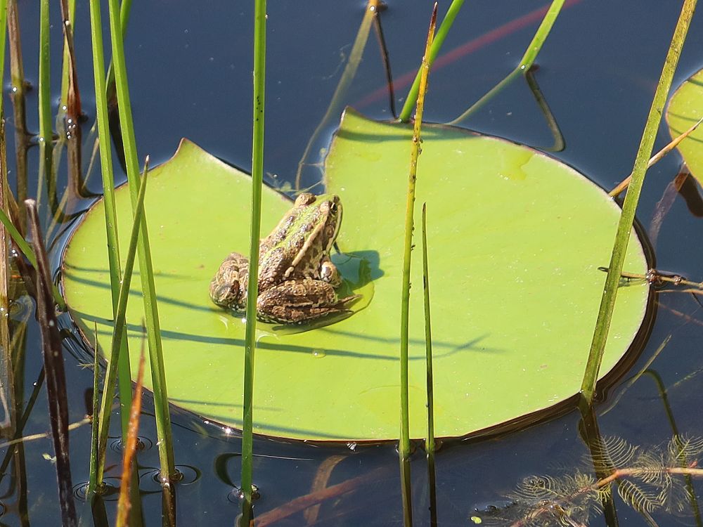 Frosch auf Seerosenblatt