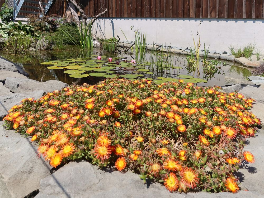 Bodendecker Mittagsblume