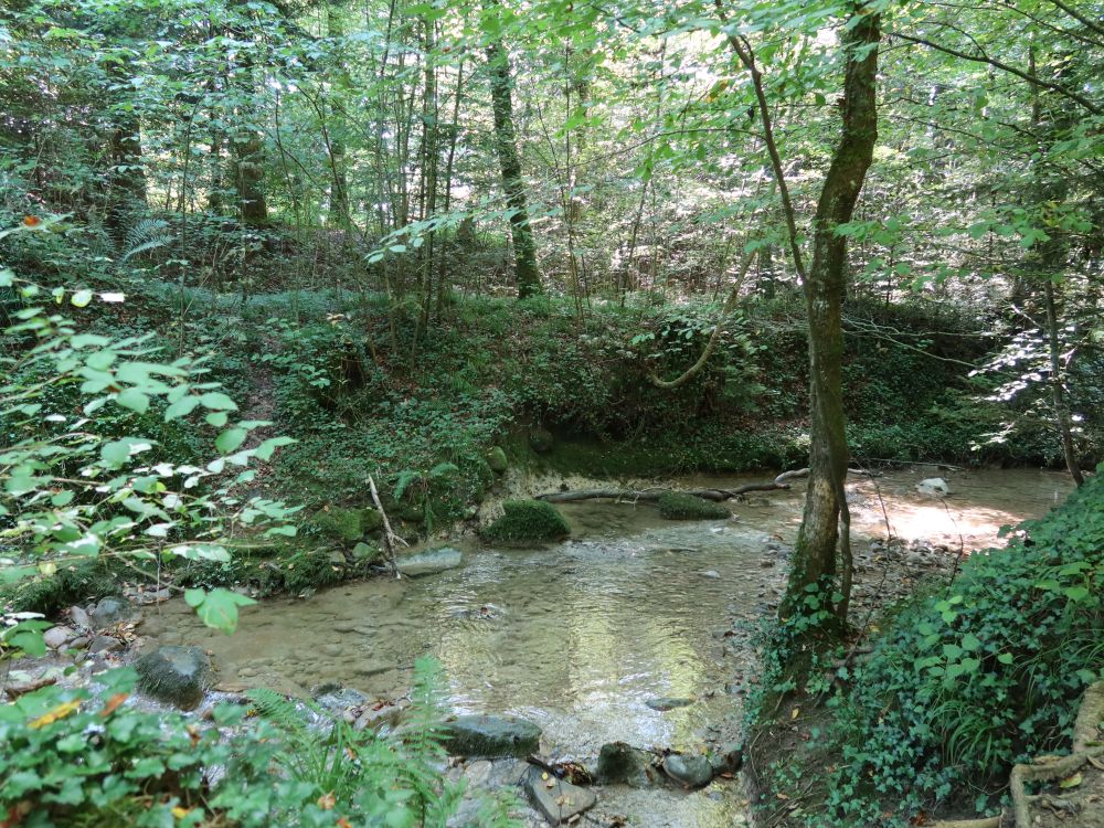Stöckebach im Mooswald