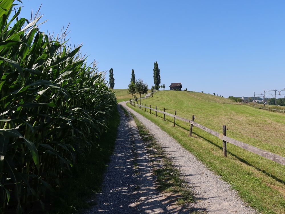Wirtschaftsweg am Maisfeld
